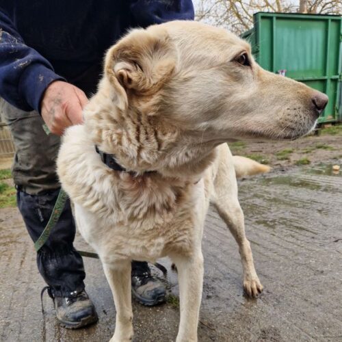 buksi2_2026-03-04_05