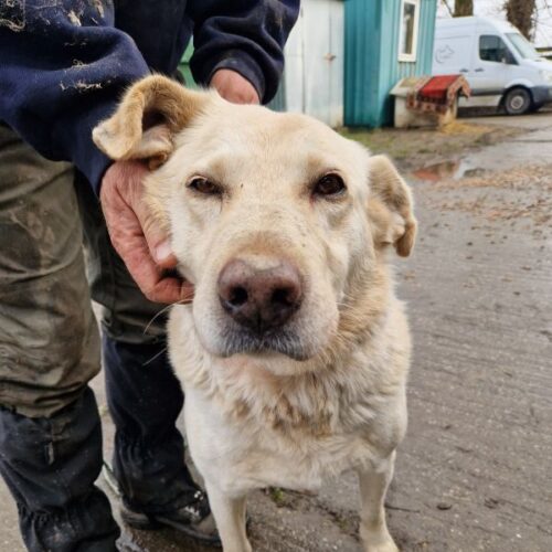 buksi2_2026-03-04_06