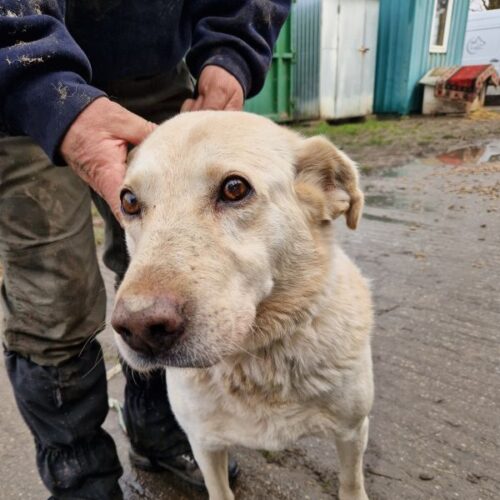 buksi2_2026-03-04_07