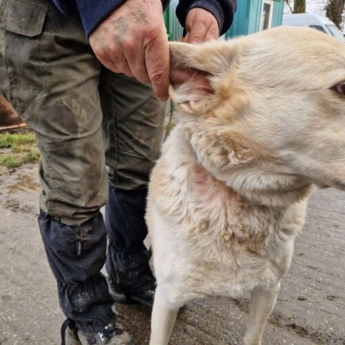 buksi2_2026-03-04_08