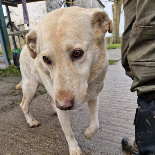 buksi2_2026-03-04_09