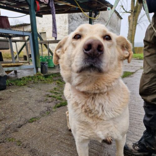 buksi2_2026-03-04_10