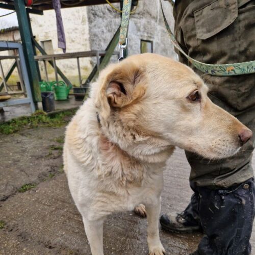 buksi2_2026-03-04_11