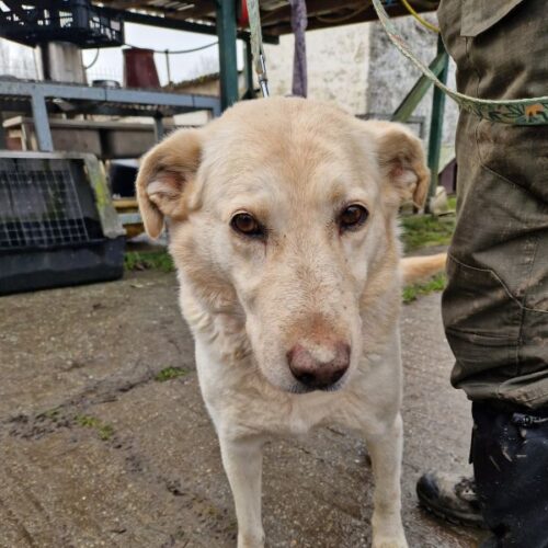 buksi2_2026-03-04_12