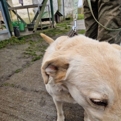 buksi2_2026-03-04_13