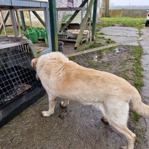 buksi2_2026-03-04_14