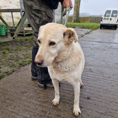 buksi2_2026-03-04_15