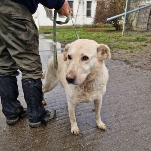 buksi2_2026-03-04_16