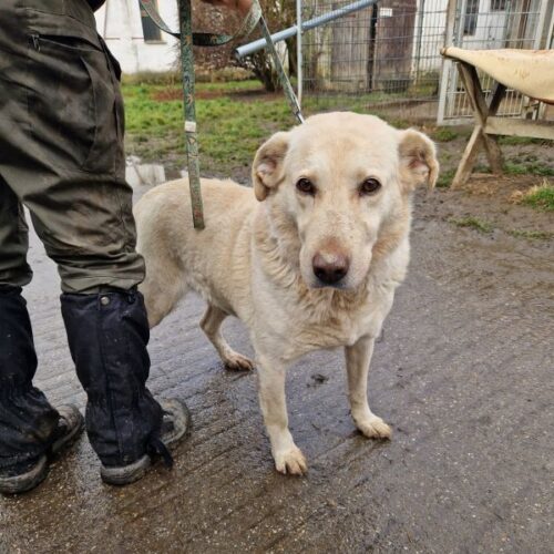 buksi2_2026-03-04_17