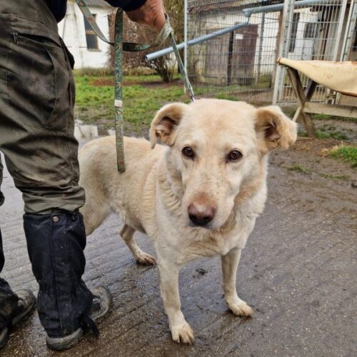 buksi2_2026-03-04_18