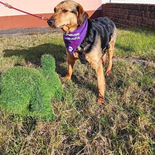 cassie_2026-03-04_04