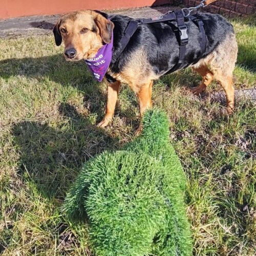 cassie_2026-03-04_08