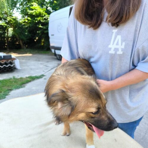 bobo_2026-06-28_11