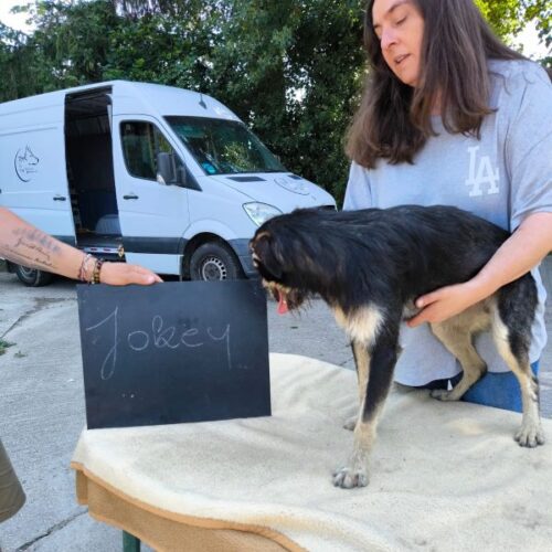 jokey_2026-06-28_06