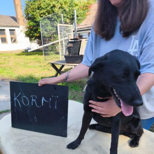 kormi_2026-06-28_09