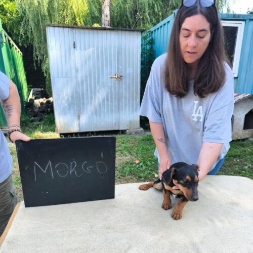 morgo_2026-06-28_01