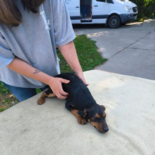 morgo_2026-06-28_02