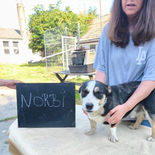 norbi_2026-06-28_01