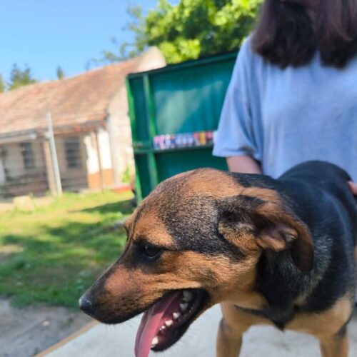 nozi_2026-06-28_19