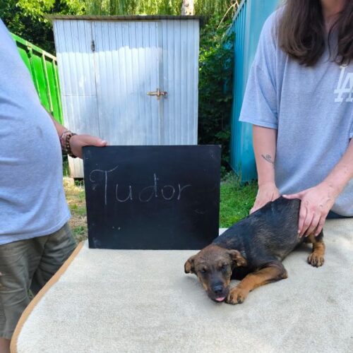 tudor_2026-06-28_01