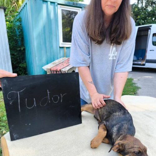 tudor_2026-06-28_02