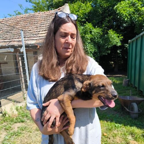 tudor_2026-06-28_13