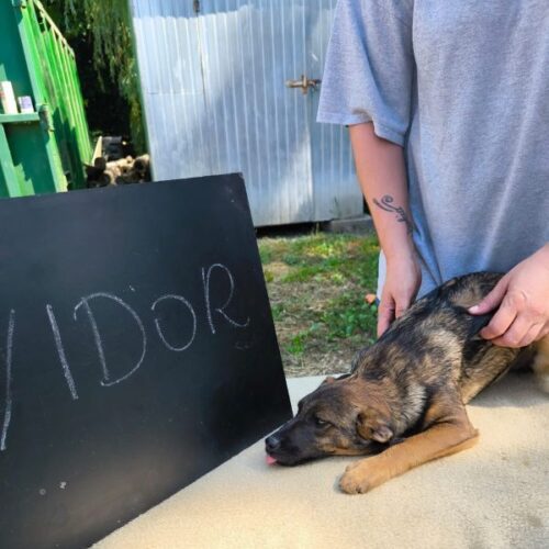 vidor_2026-06-28_02